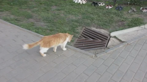 Red chat he Tae Trask Video stock 58640727