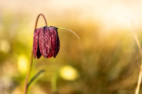 A red checkered lily with a desert-like bokeh Stock Photos