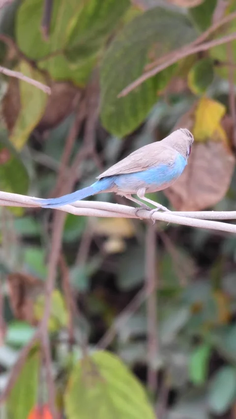 Red-cheeked Cordonbleu cleaning itself on wire, tree in background Stock Footage 230687224