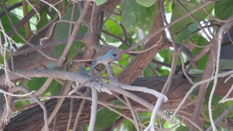 Red-cheeked Cordonbleu standing on tree branch cleaning itself Video stock 208940165