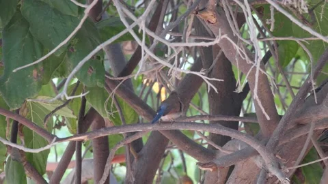 Red-cheeked Cordonbleu standing on tree branch Stock Footage 208940168