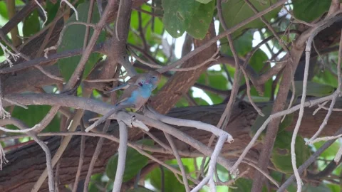 Red-cheeked Cordonbleu standing on tree branch cleaning each other Stock Footage 219280119