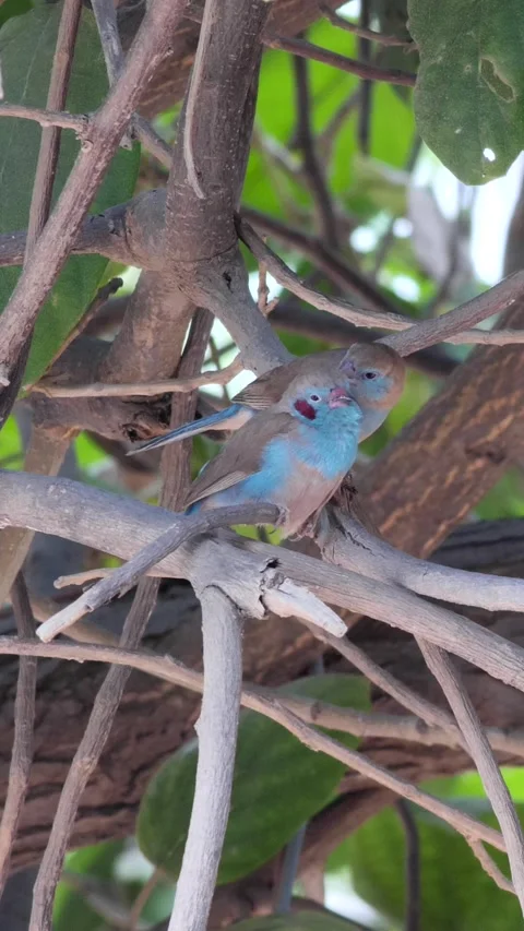 Red-cheeked Cordonbleu standing on tree branch cleaning each other Stock Footage 228827138