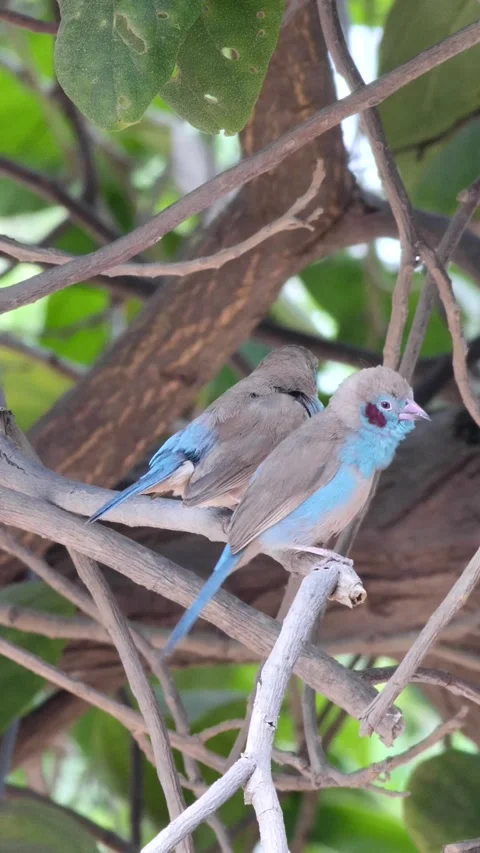 Red-cheeked Cordonbleu standing on tree branch cleaning themselves Stock Footage 230687360