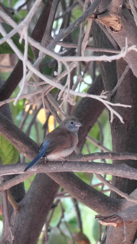 Red-cheeked Cordonbleu standing on tree branch Stock Footage 230687558