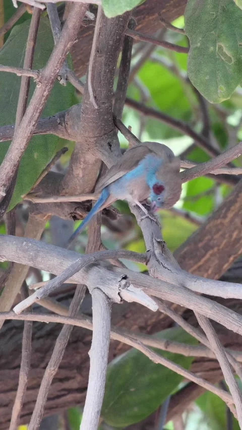 Red-cheeked Cordonbleu standing on tree branch cleaning itself Video stock 230687606