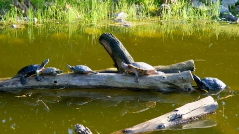 Red cheeked mud turtle (Kinosternon scorpioides cruentatum) Stock Footage 122954112