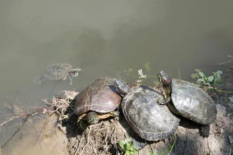 Red-cheeked water turtle Stock Photos