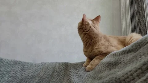 The red cheerful cat looks up Stock Footage 242547983