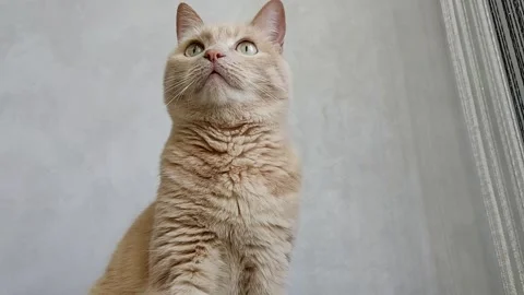 A red cheerful cat is sitting and watching something Stock Footage 242547986