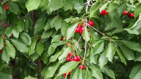 Red cherries 2 Stock Footage 93110645