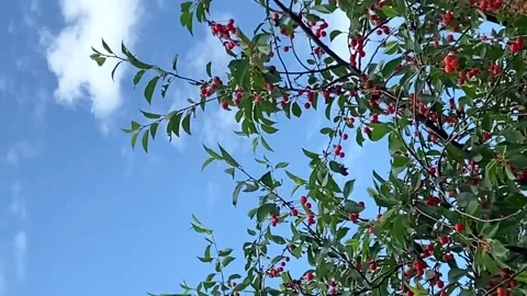 Red cherries against the backdrop of an old abandoned red brick manor Video stock 198850536