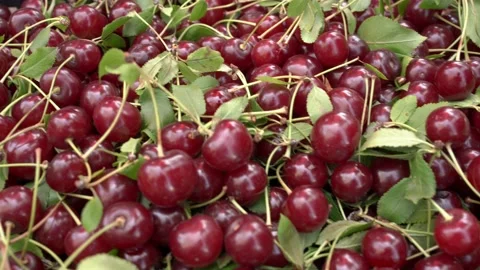 Red cherries background. Natural ruby ​​juicy and ripe berries Stock Footage 181126023