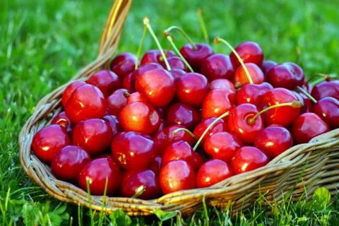 Red cherries in basket, close up view Stock Photos