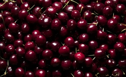 Red cherries on black background Stock Photos