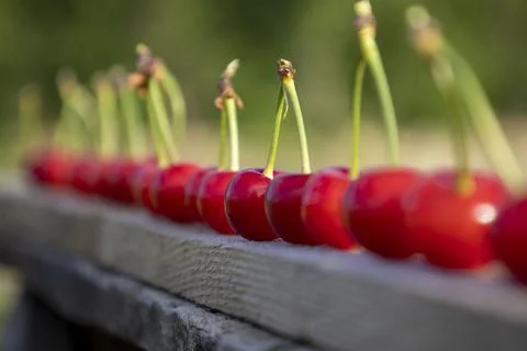 Red cherries on a board. Selective focus. Stock Photos
