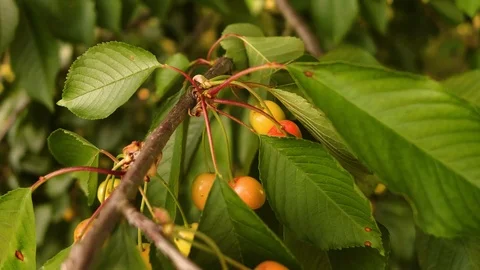 Red cherries on a branch Video stock 91832122