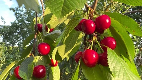 Red cherries on a branch Stock Footage 246241970