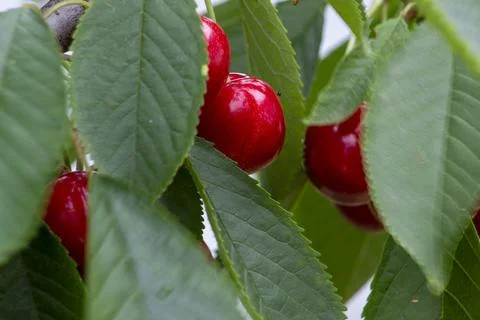 Red cherries on a branch. Stock Photos