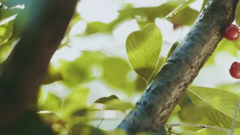 Red cherries on a branch in the sun Stock Footage 132192855