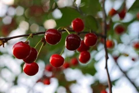 Red cherries on the branch of tree Stock Photos