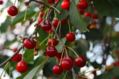 Red cherries on the branch of tree Stock Photos