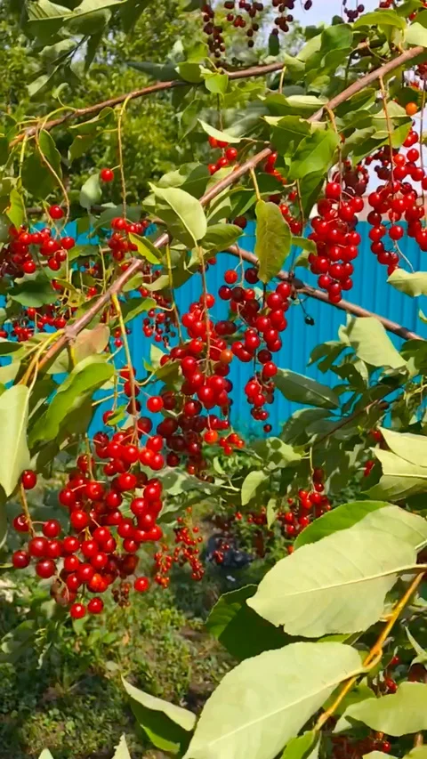 Red cherries on the branches Stock Footage 93434333
