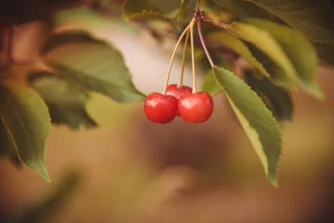 Red Cherries on Branches Stock Photos