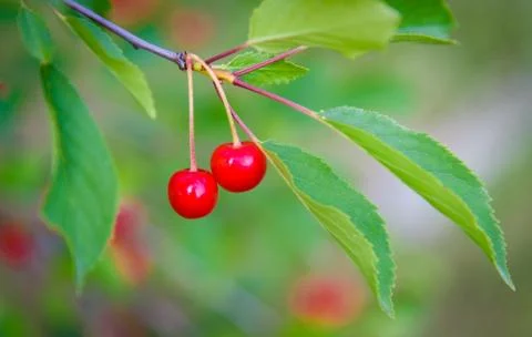 Red Cherries on Branches Stock Photos