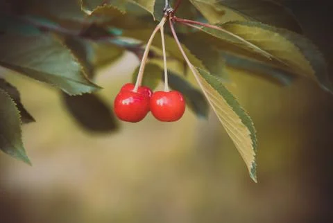 Red Cherries on Branches Stock Photos