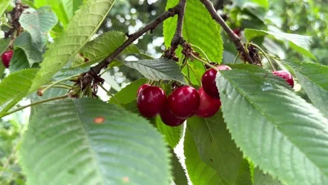 Red cherries on a cherry tree in the garden Stock-Footage 246241932