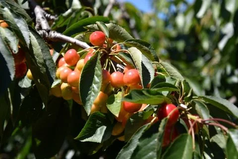 Red cherries on cherry tree in orchard for picking Stock Photos