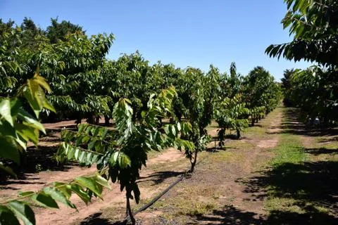 Red cherries on cherry tree in orchard for picking Stock Photos