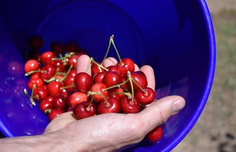 Red cherries on cherry tree in orchard for picking Stock Photos