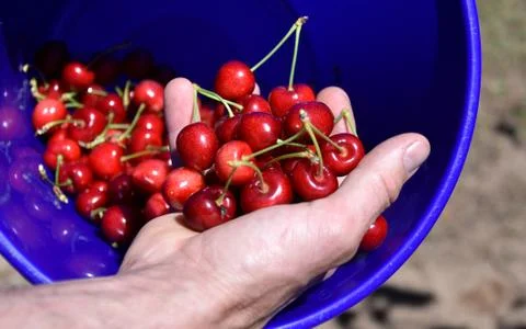 Red cherries on cherry tree in orchard for picking Stock Photos