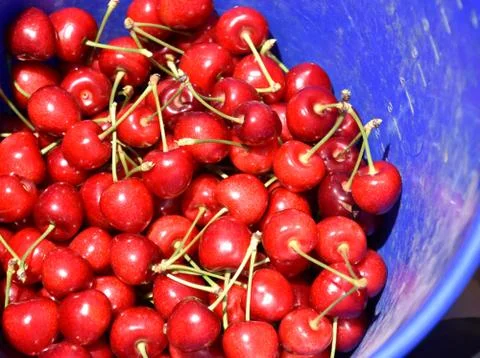 Red cherries on cherry tree in orchard for picking Stock Photos