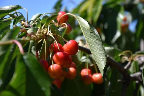 Red cherries on cherry tree in orchard for picking Stock Photos