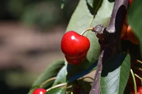 Red cherries on cherry tree in orchard for picking Stock Photos