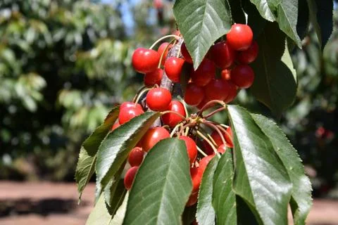 Red cherries on cherry tree in orchard for picking Stock Photos