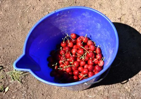 Red cherries on cherry tree in orchard for picking Stock Photos