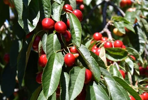 Red cherries on cherry tree in orchard for picking Stock Photos