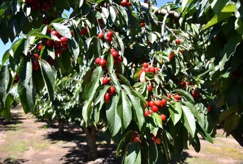 Red cherries on cherry tree in orchard for picking Stock Photos