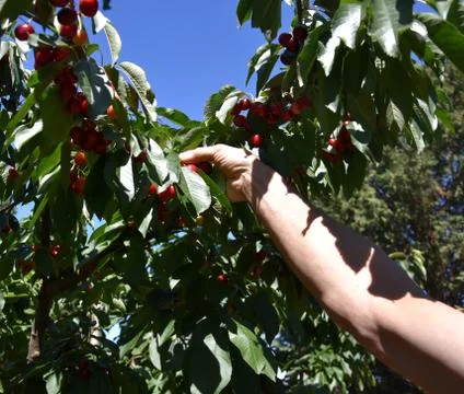 Red cherries on cherry tree in orchard for picking Stock Photos