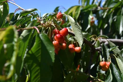 Red cherries on cherry tree in orchard for picking Foto stock