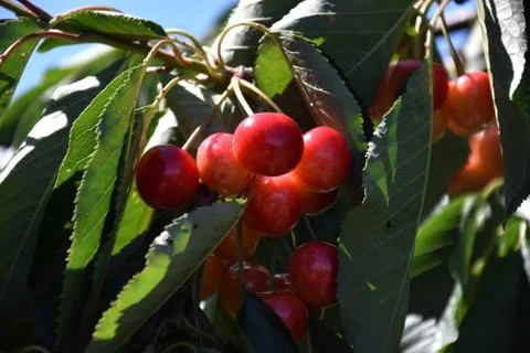 Red cherries on cherry tree in orchard for picking Foto stock