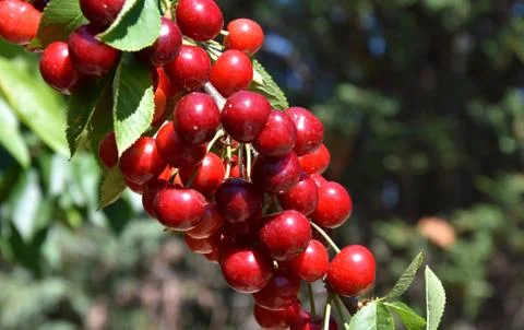 Red cherries on cherry tree in orchard for picking Foto stock