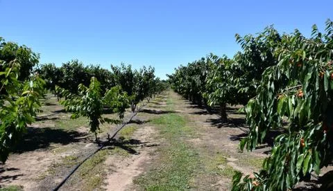Red cherries on cherry tree in orchard for picking Stock Photos