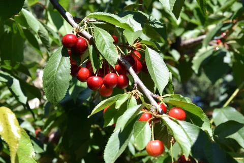 Red cherries on cherry tree in orchard for picking Foto stock