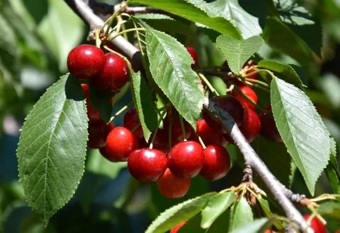Red cherries on cherry tree in orchard for picking Foto stock