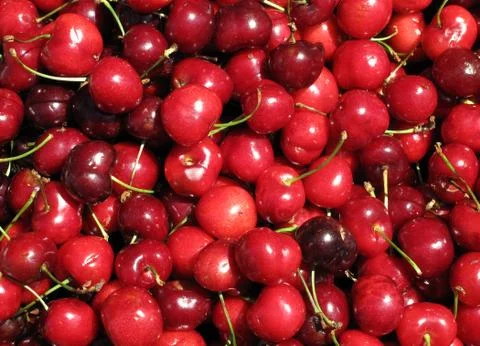 Red cherries close up. 写真素材